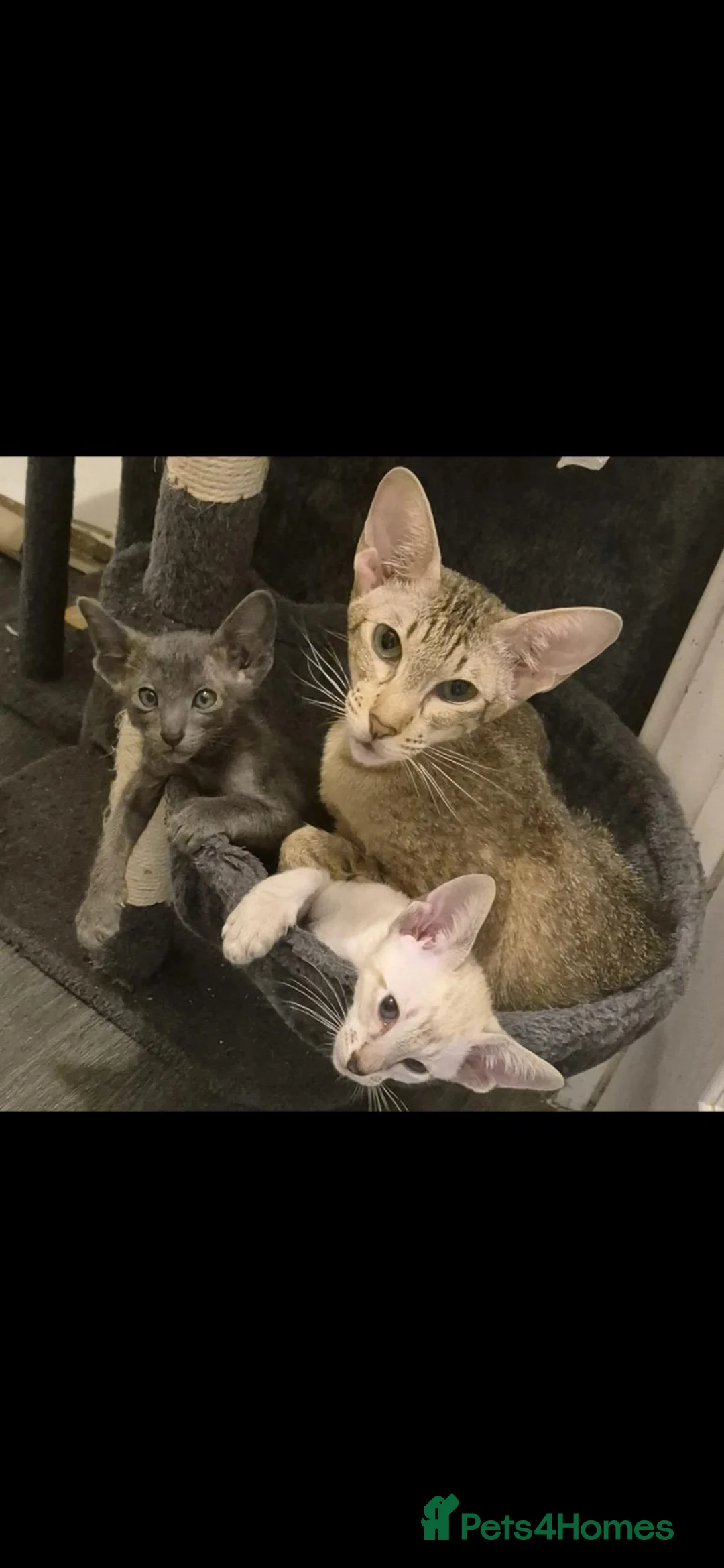Oriental cats for sale: Stunning oriental and siamese boys  in Tilbury - Advert 1