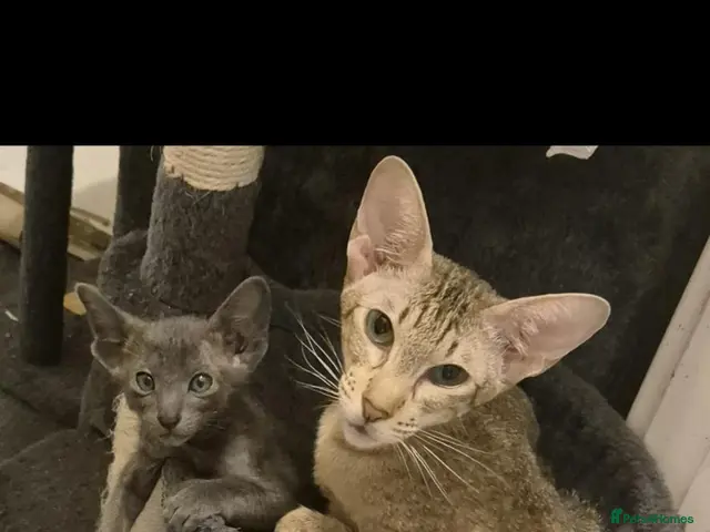 Oriental cats Stunning gccf oriental and siamese boys - Advert 2