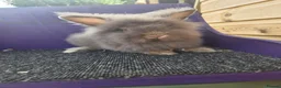 Lionhead rabbits for sale: Pure bred lion head buck - Advert 3