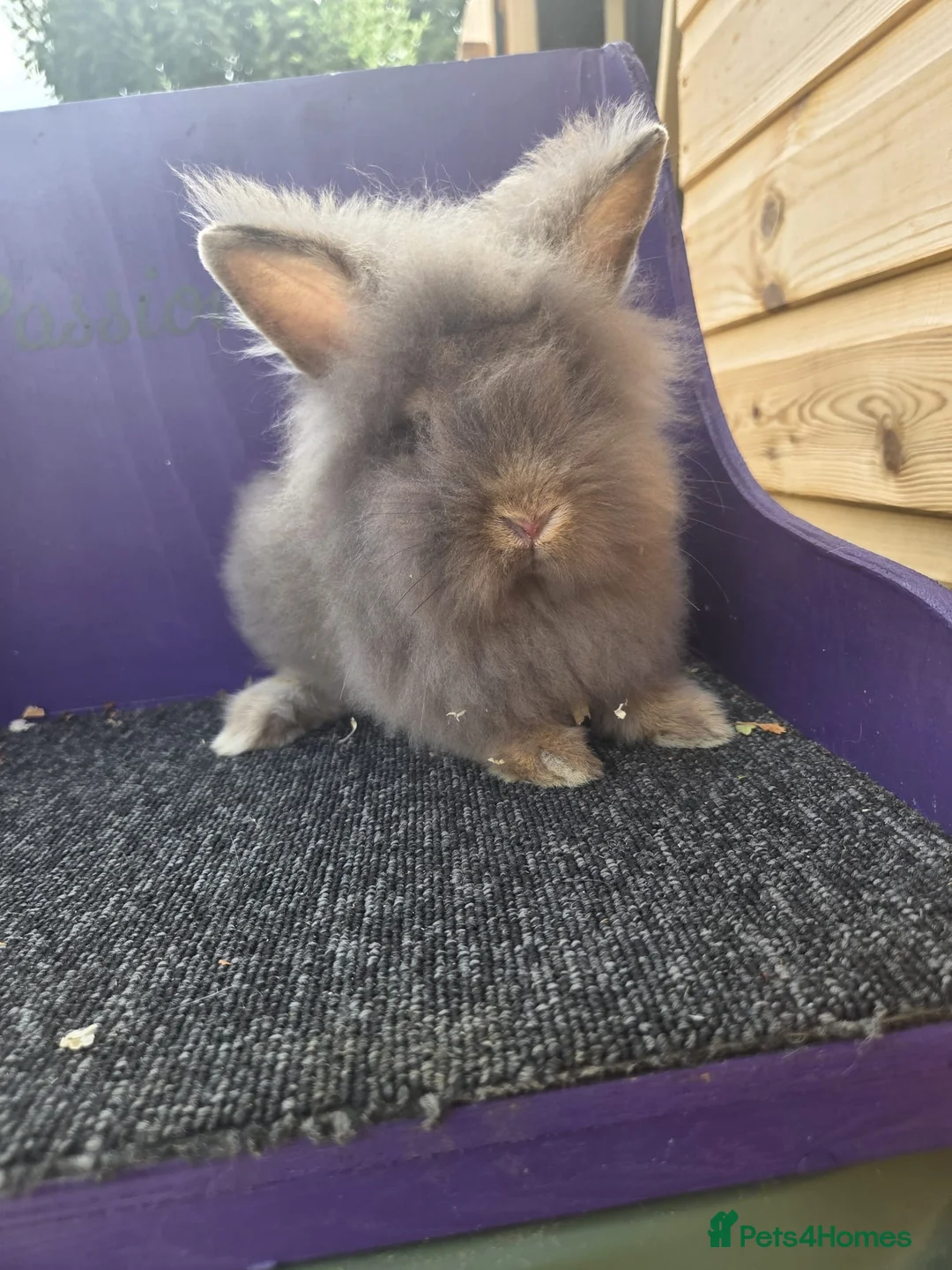 Lionhead rabbits for sale: Pure bred lion head buck - Advert 3