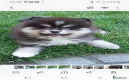 Pomsky dogs for sale: Female pomsky puppy - Image 3