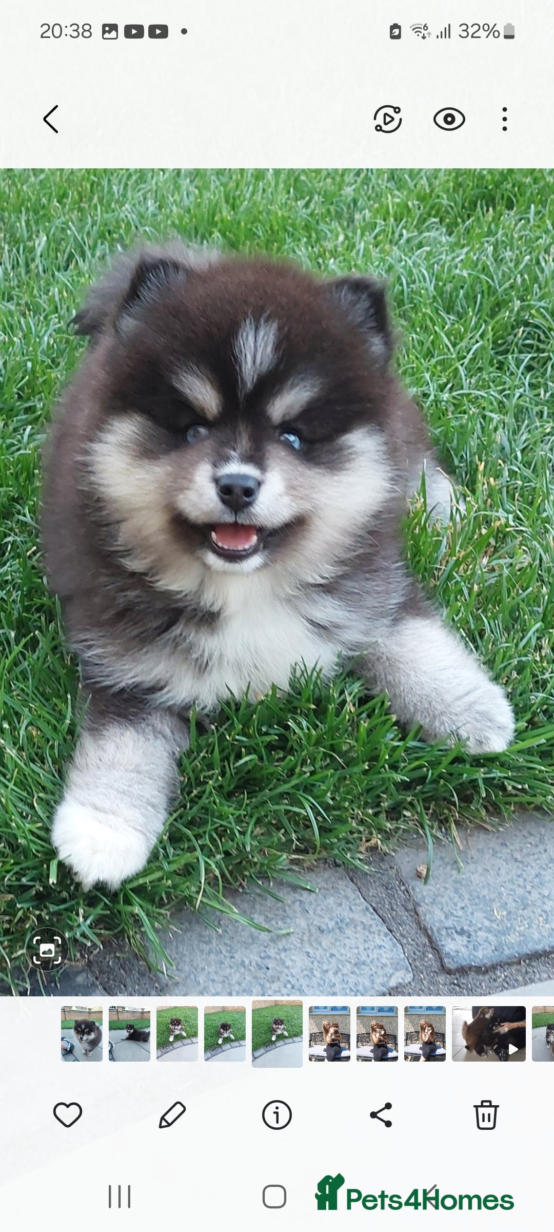 Pomsky dogs for sale: Female pomsky puppy - Image 3