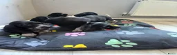 Mixed Breed dogs for sale: KC Basset Hound x KC German Shorthaired Pointer  - Advert 19