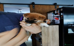 Japanese Shiba Inu dogs for sale: 1 KC Shiba inu girl left.  - Image 2