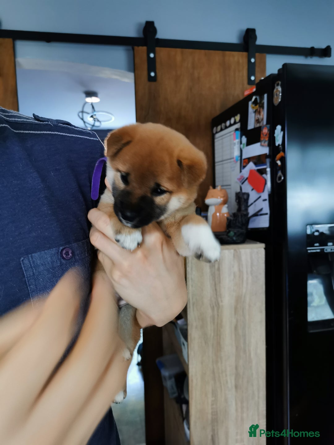Japanese Shiba Inu dogs for sale: 1 KC Shiba inu girl left.  - Image 2