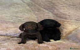 Cockapoo dogs for sale: Cockerpoo puppys - Image 5