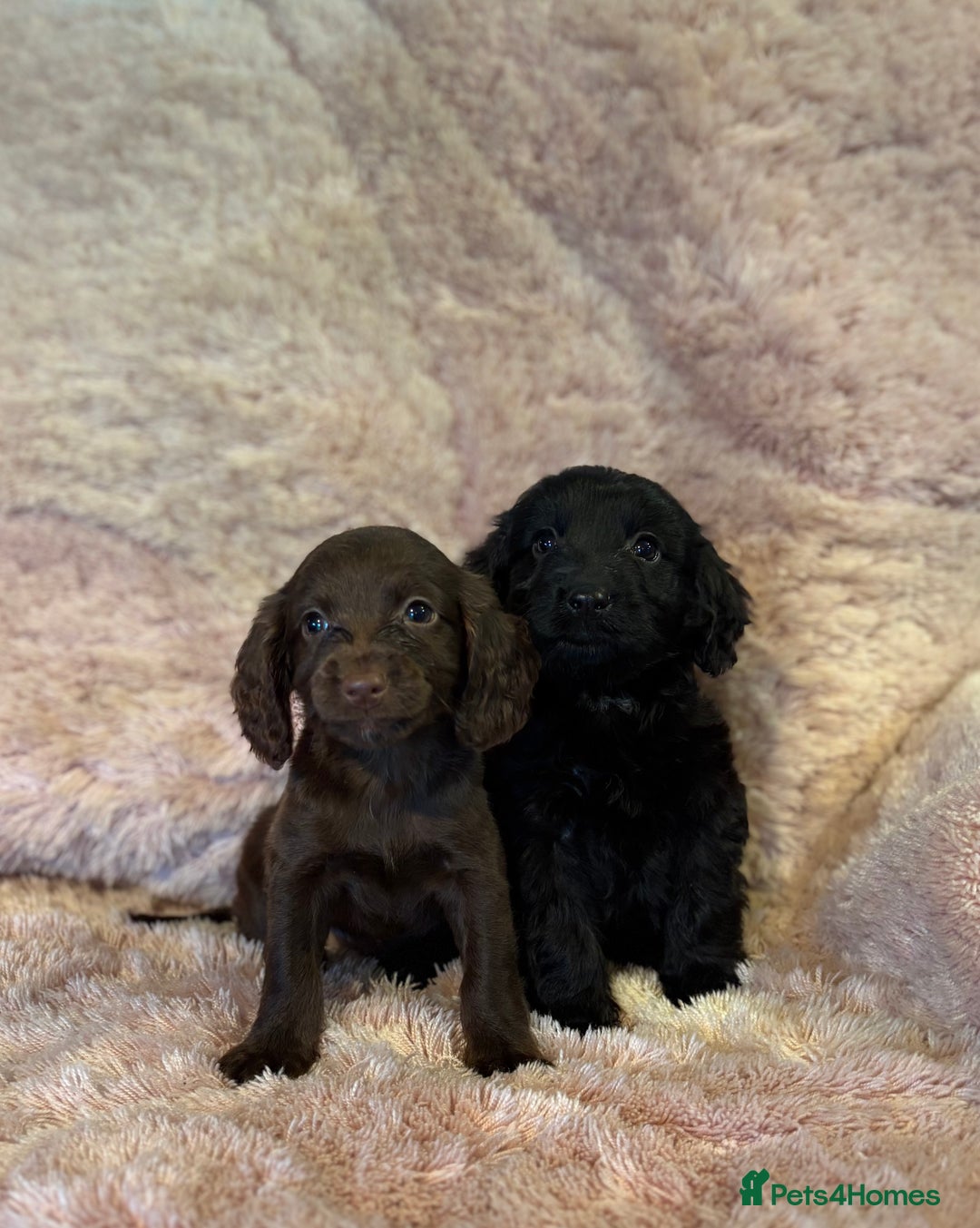 Cockapoo dogs for sale: Cockerpoo puppys - Image 5