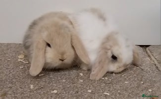 Mini Lop rabbits *Gorgeous baby mini lops, boys and girls* - Advert 3
