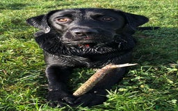 Labrador Retriever dogs for stud: KC registered Black Labrador Retriever for stud  in Bournemouth - Image 2
