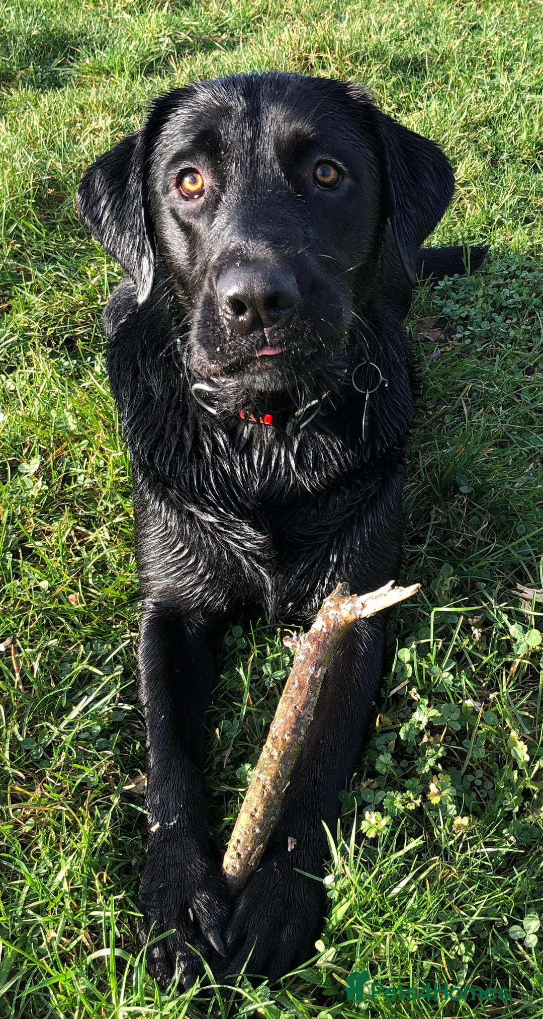 Labrador Retriever dogs for stud: KC registered Black Labrador Retriever for stud  in Bournemouth - Image 2