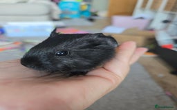 Guinea Pig rodents for sale: 3 baby guinea pigs - Image 2