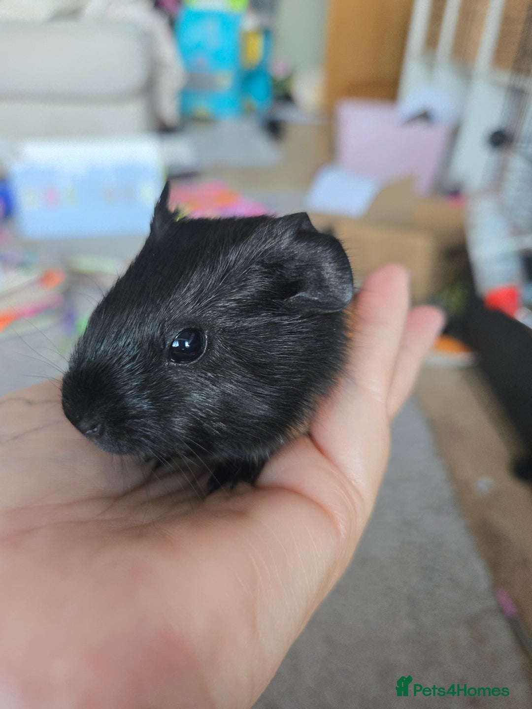 Guinea Pig rodents for sale: 3 baby guinea pigs - Image 2