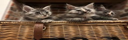 Maine Coon cats for sale: TICA Maine Coon Kittens - Advert 4