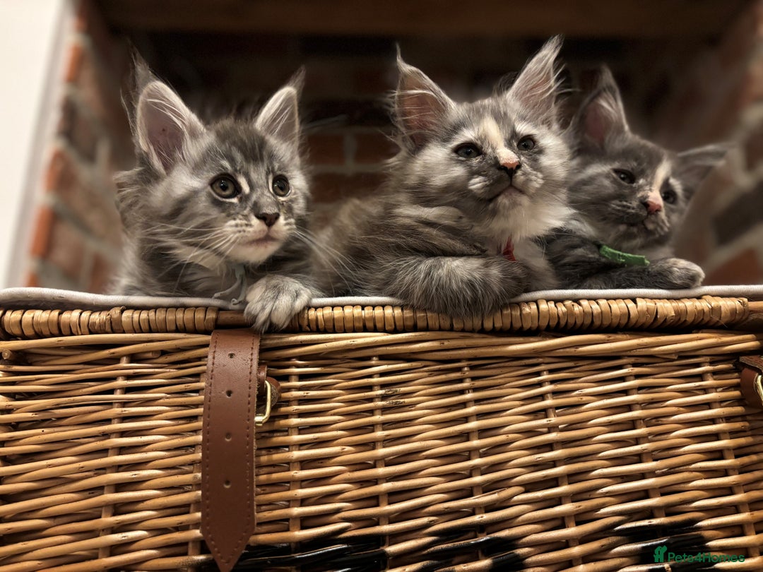 Maine Coon cats for sale: TICA Maine Coon Kittens - Advert 4