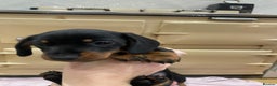 Miniature Dachshund dogs for sale: KC Registered miniature dachshunds for sale  - Advert 8