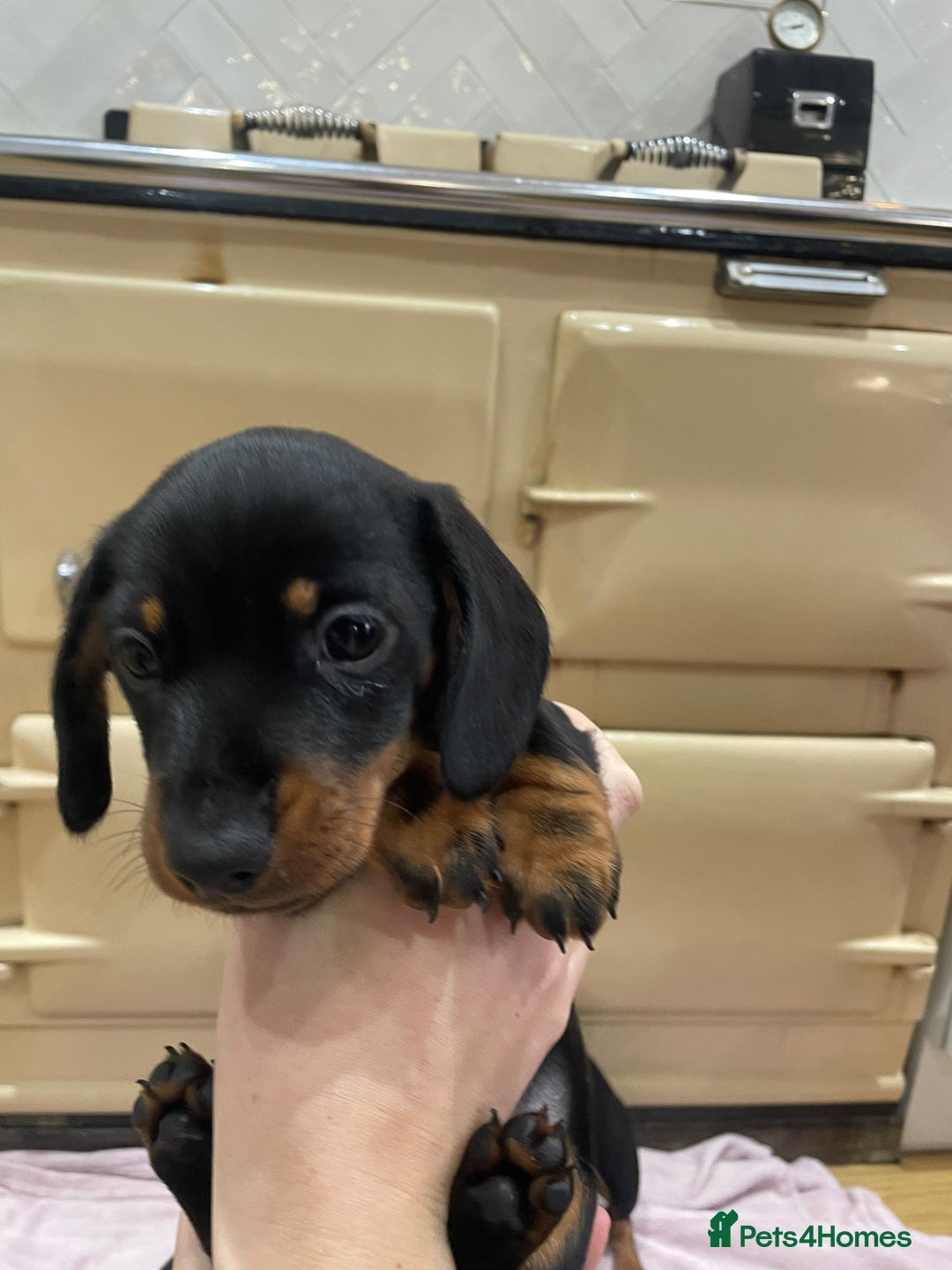 Miniature Dachshund dogs for sale: KC Registered miniature dachshunds for sale  - Advert 8