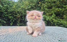 Exotic cats for sale: 🏆Champion sired exotic and Persian kittens 😸 ♥️  - Image 3