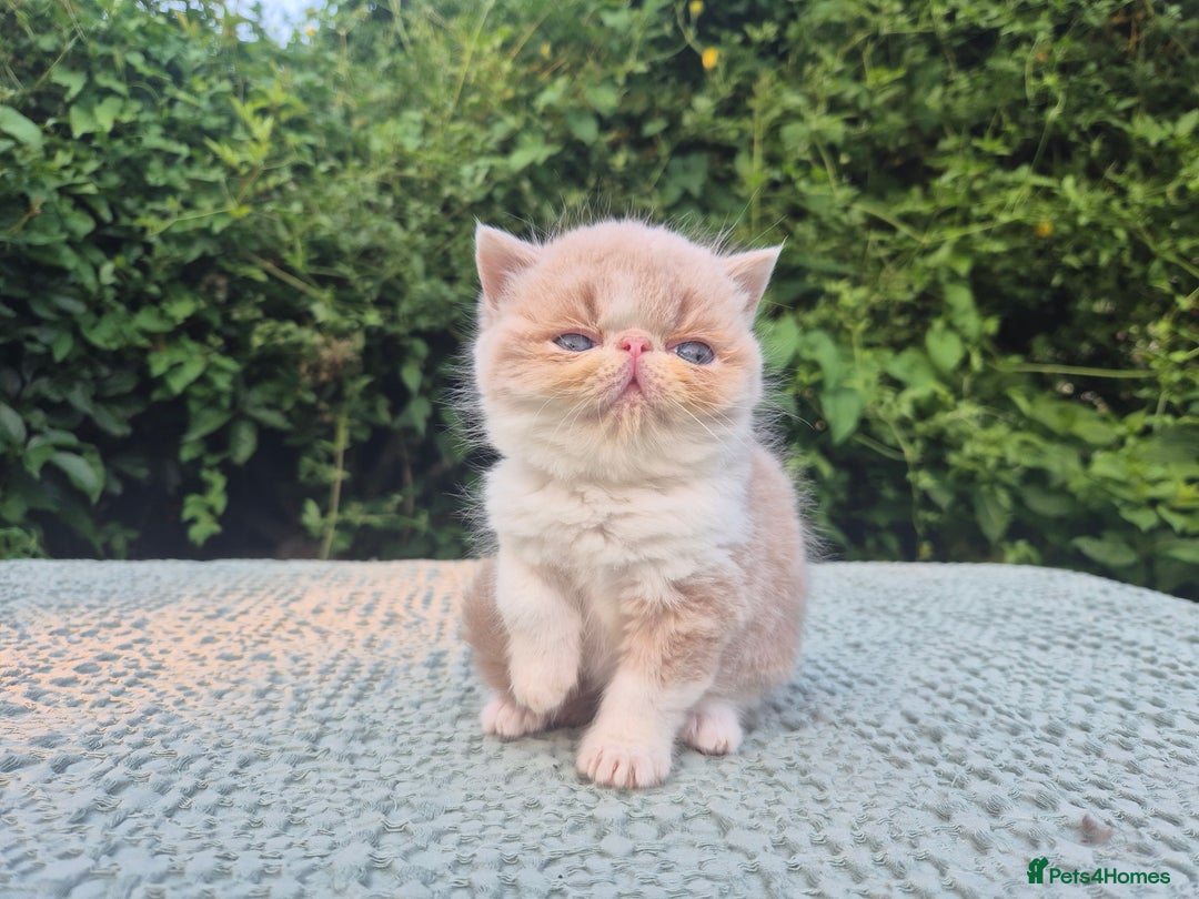 Exotic cats for sale: 🏆Champion sired exotic and Persian kittens 😸 ♥️  - Image 3
