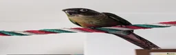 Conures birds for sale: Loving 5-Month old Green Cheek Conure (Pippin) - Advert 15