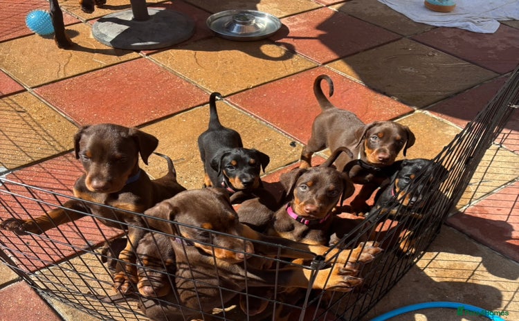 Dobermann dogs - Advert 1