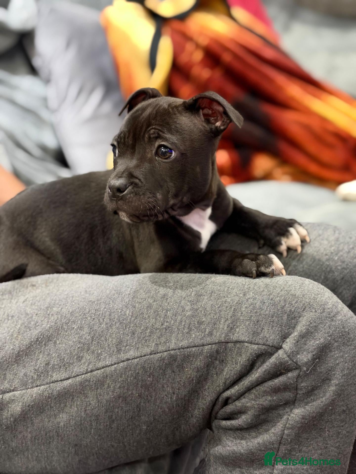 Staffordshire Bull Terrier dogs Outstanding champion kc reg staff puppies  - Advert 2