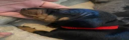 Dachshund dogs for sale: Tri silver dapple dachshunds ❤️ - Advert 13