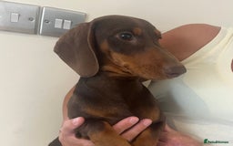 Dachshund dogs for sale: Beautiful Sweeney Dachshunds in Newark - Image 3
