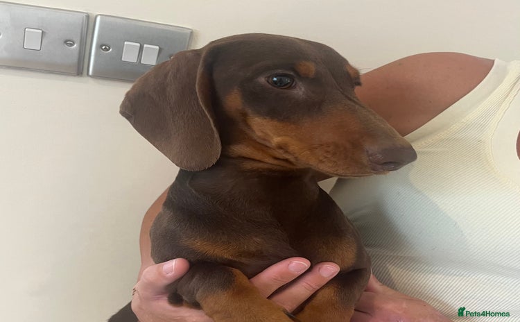 Dachshund dogs in Newark - Advert 1