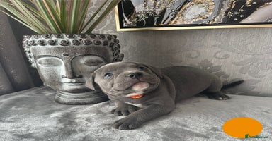 Staffordshire Bull Terrier dogs - Advert 10