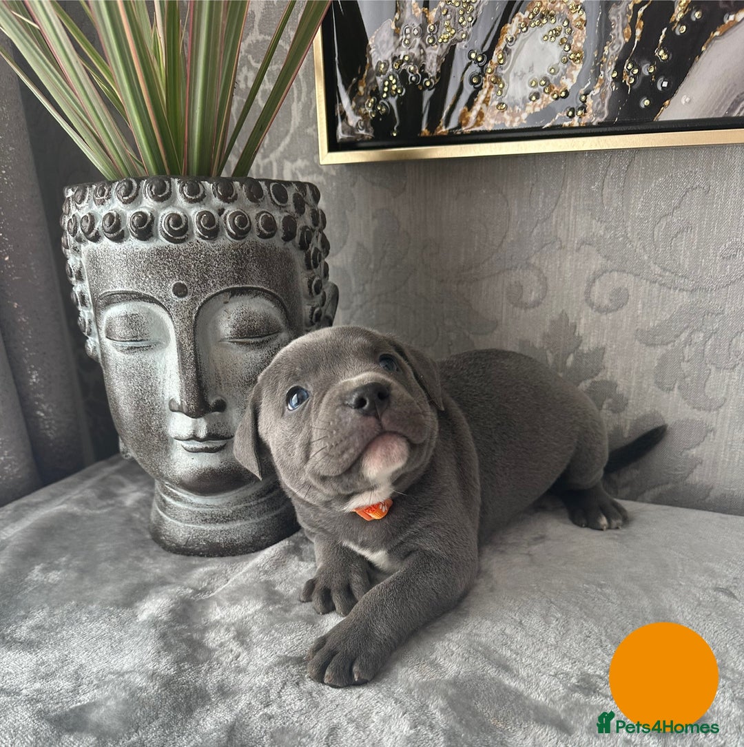 Staffordshire Bull Terrier dogs for sale: Chunky little staffy pups - Image 3