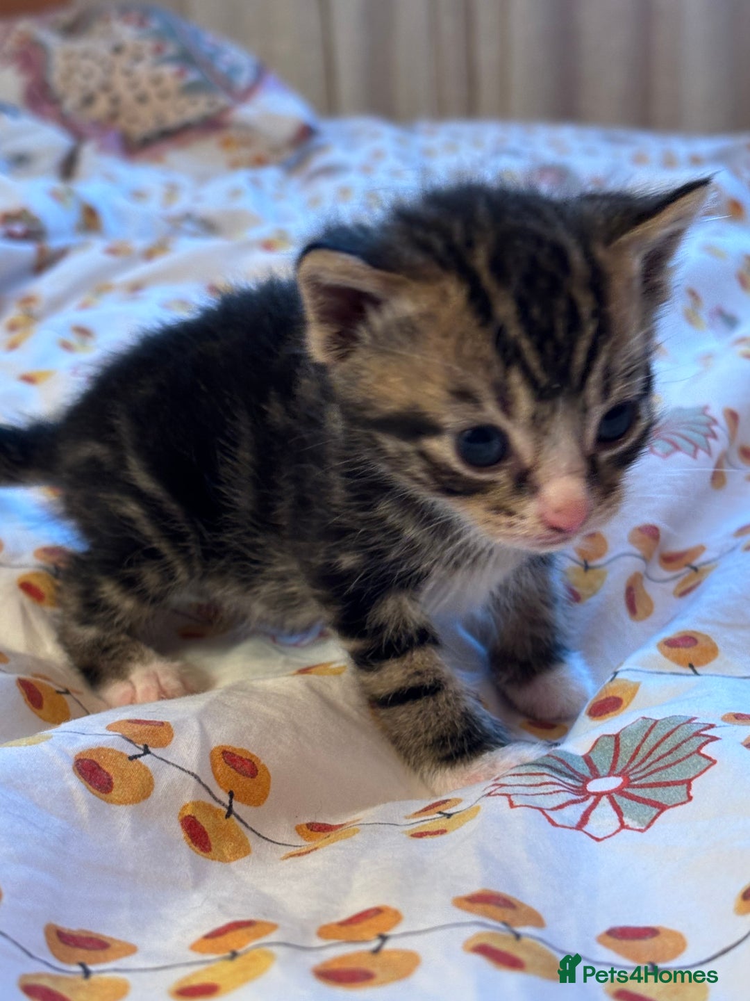 Mixed Breed cats for sale: Beautiful happy kittens ready for forever homes - Image 10