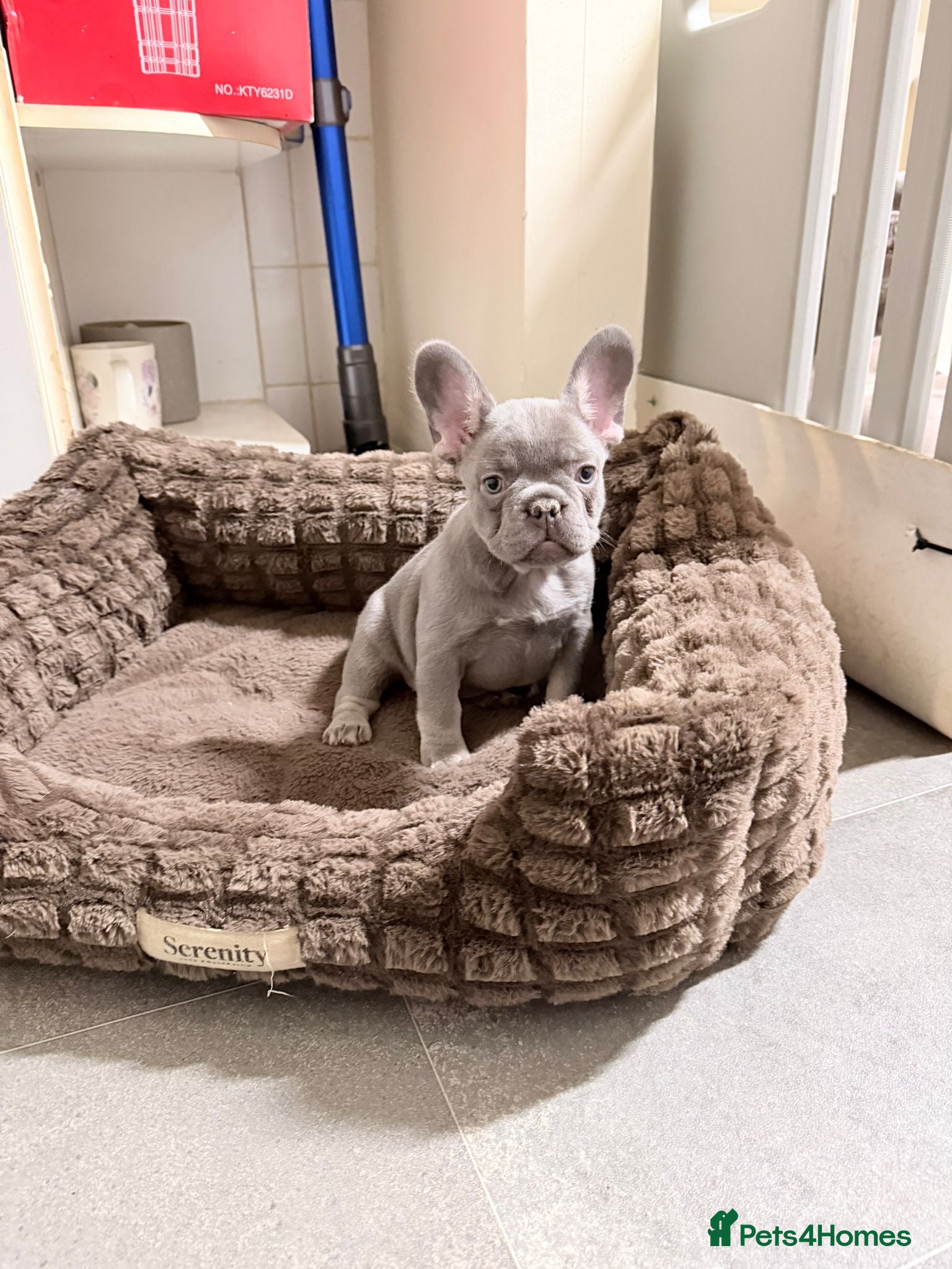 French Bulldog dogs FrenchBulldog Puppies  - Advert 6