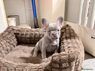 French Bulldog dogs FrenchBulldog Puppies - Advert 6
