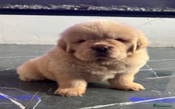 Tibetan Mastiff dogs for sale: Chinese Tibetan mastiff pups  - Image 20