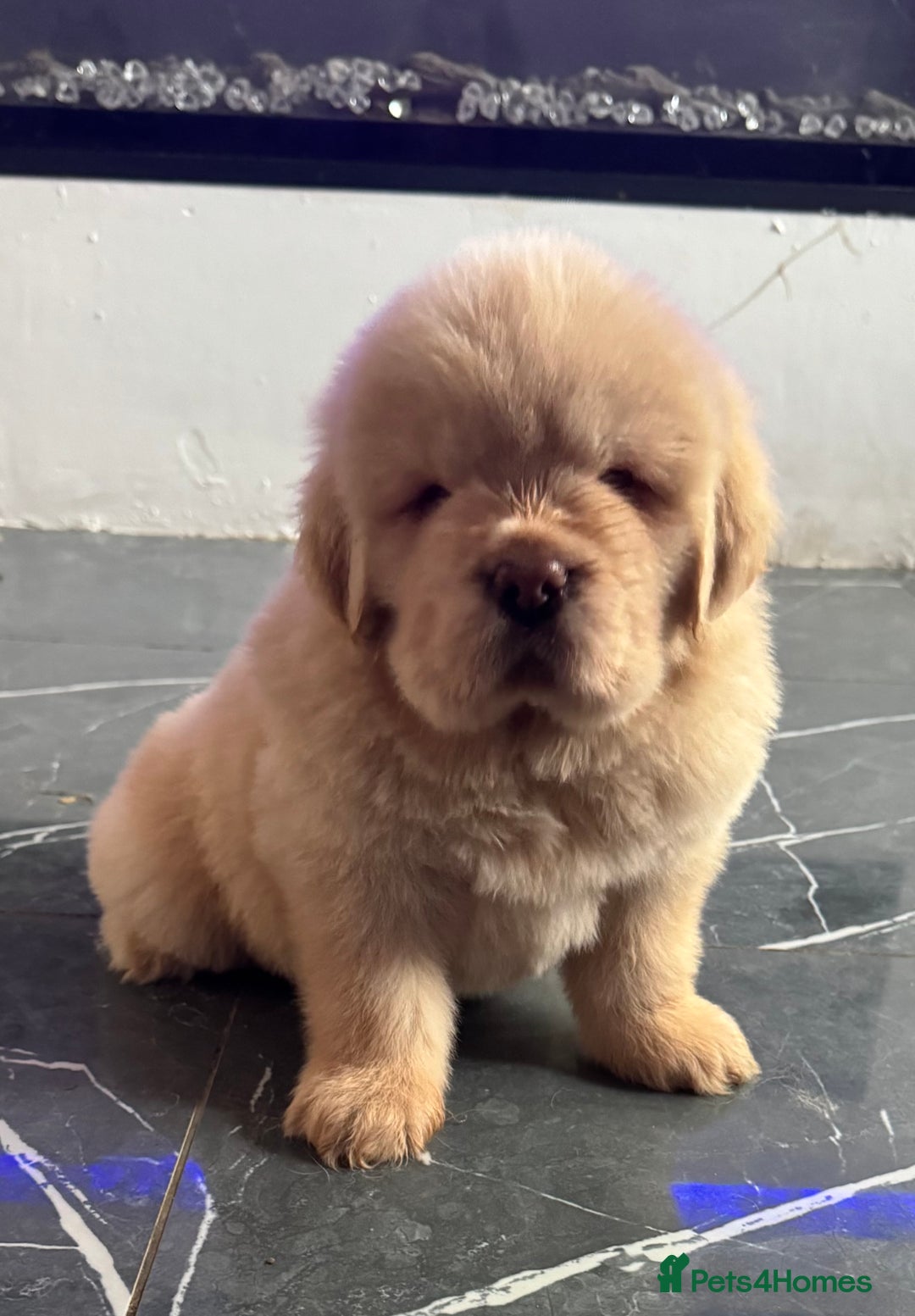 Tibetan Mastiff dogs for sale: Chinese Tibetan mastiff pups  - Image 20