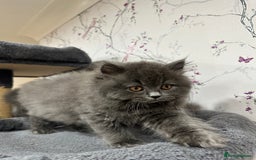 British Shorthair cats for sale: 4 Gorgeous British Blue Kittens  - Image 11
