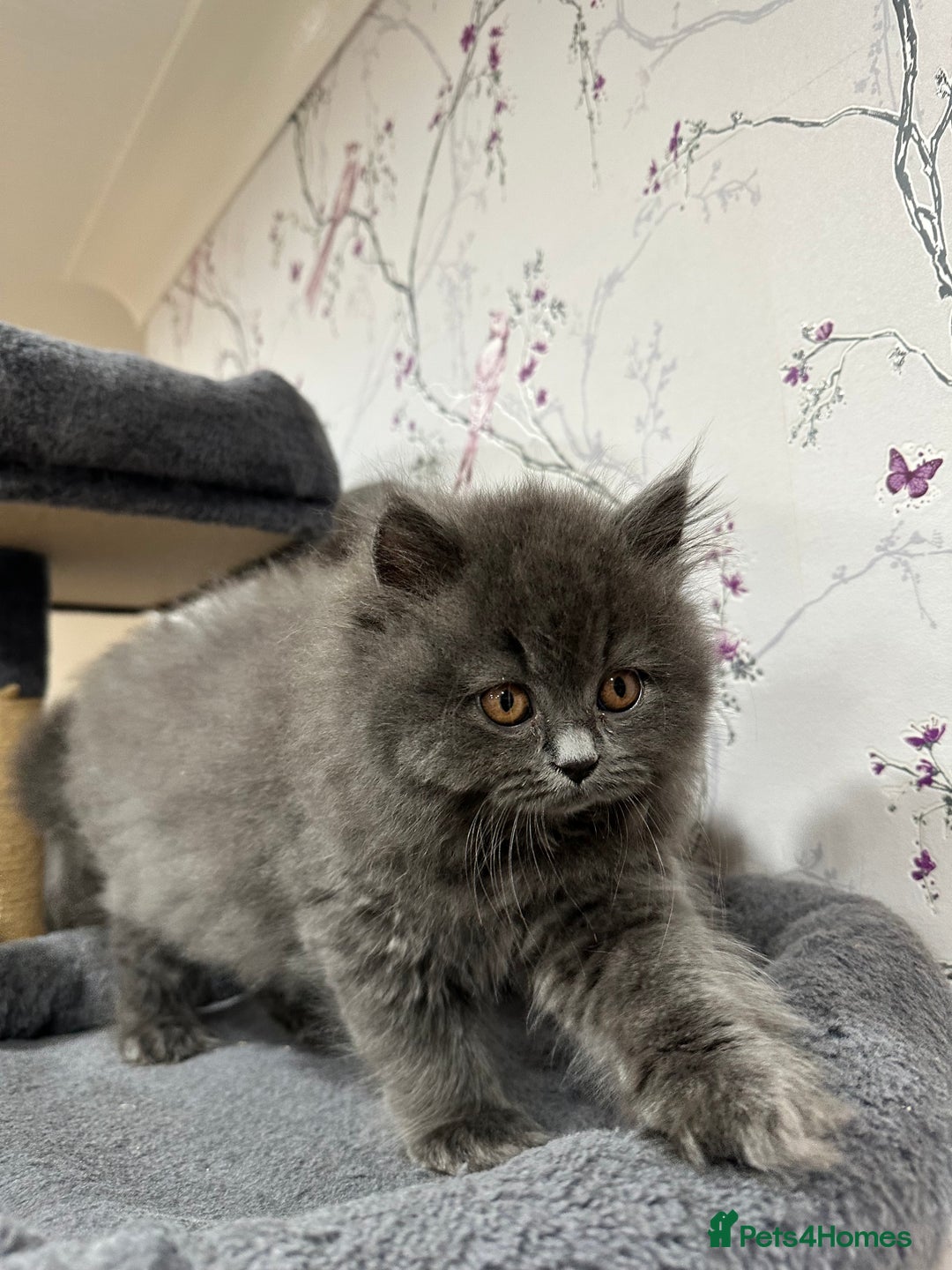 British Shorthair cats for sale: 4 Gorgeous British Blue Kittens  - Image 11