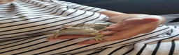 Bearded Dragon reptiles for sale: Baby bearded dragon with full set up in Nuneaton - Advert 7