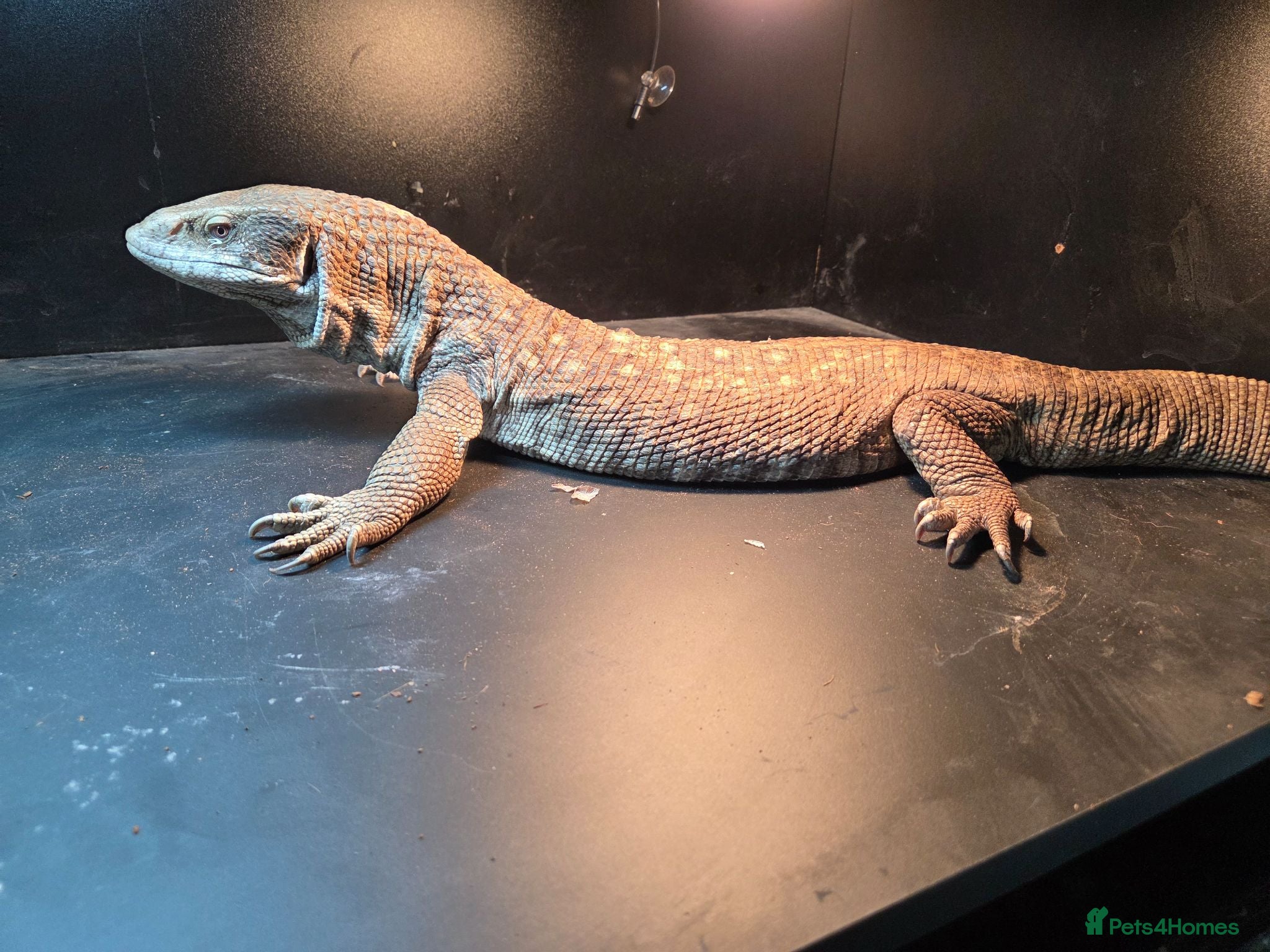 Monitor reptiles Female bosc monitor  - Advert 1