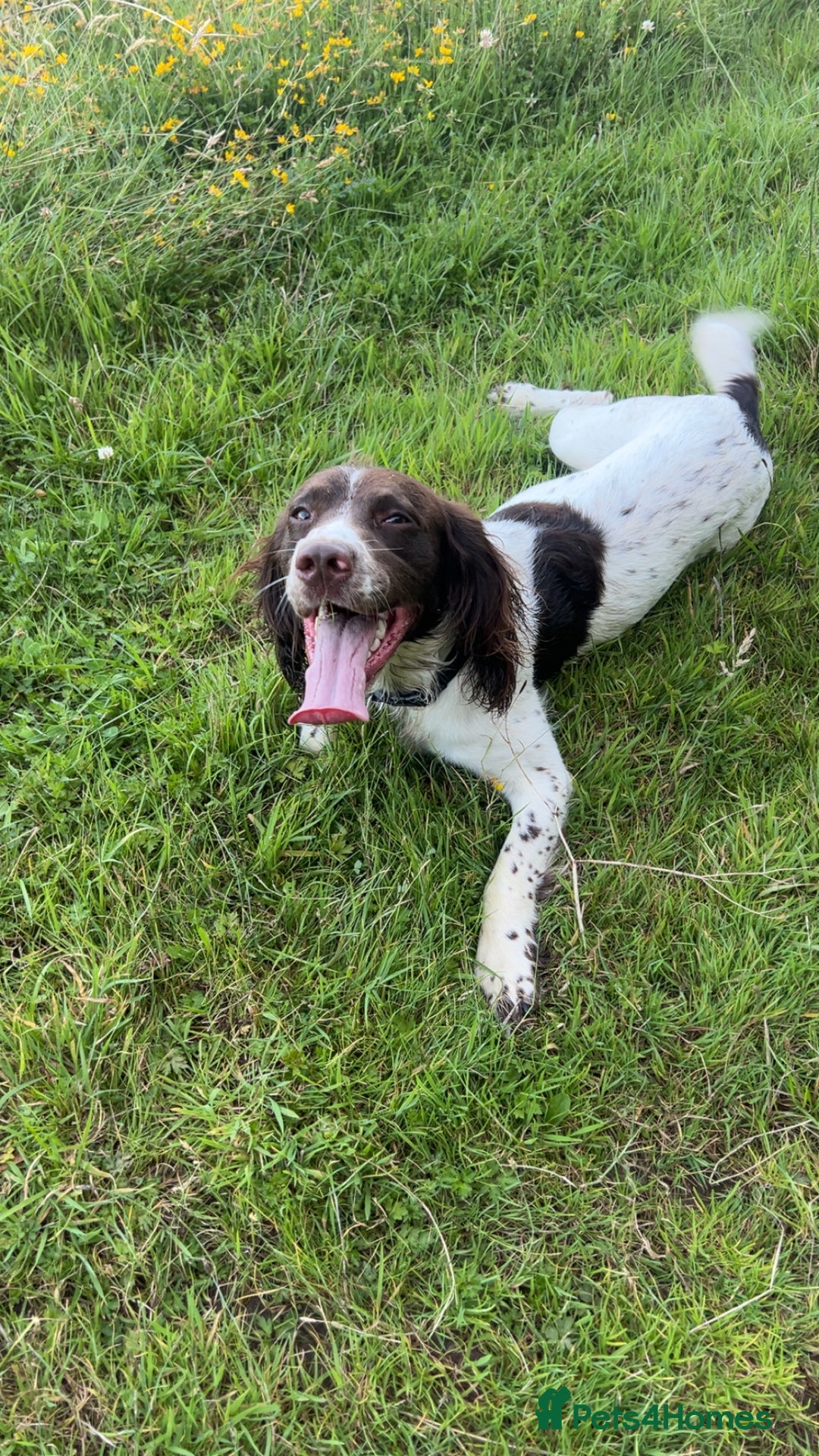 Sprocker dogs for sale: ONE BLACK BOY LEFT❤️‍🩹 - Advert 25