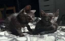 Bengal cats for sale: Adorable Half Bengal Kittens for Sale - Image 6