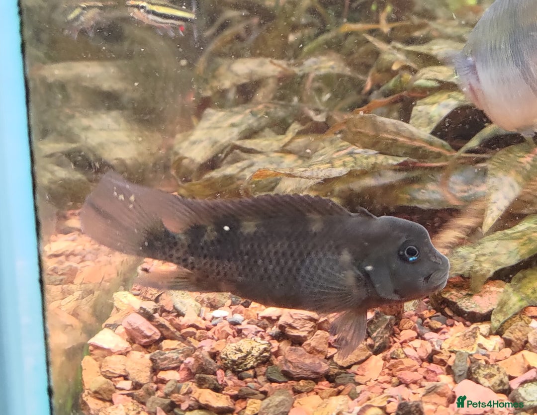 Corys fish for sale: 1x Male Black Lionhead Cichlid Live Rare Cichlid - Advert 2