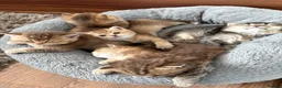 British Shorthair cats for sale: 4 Golden british shorthair/2 longhair kittens - Advert 2