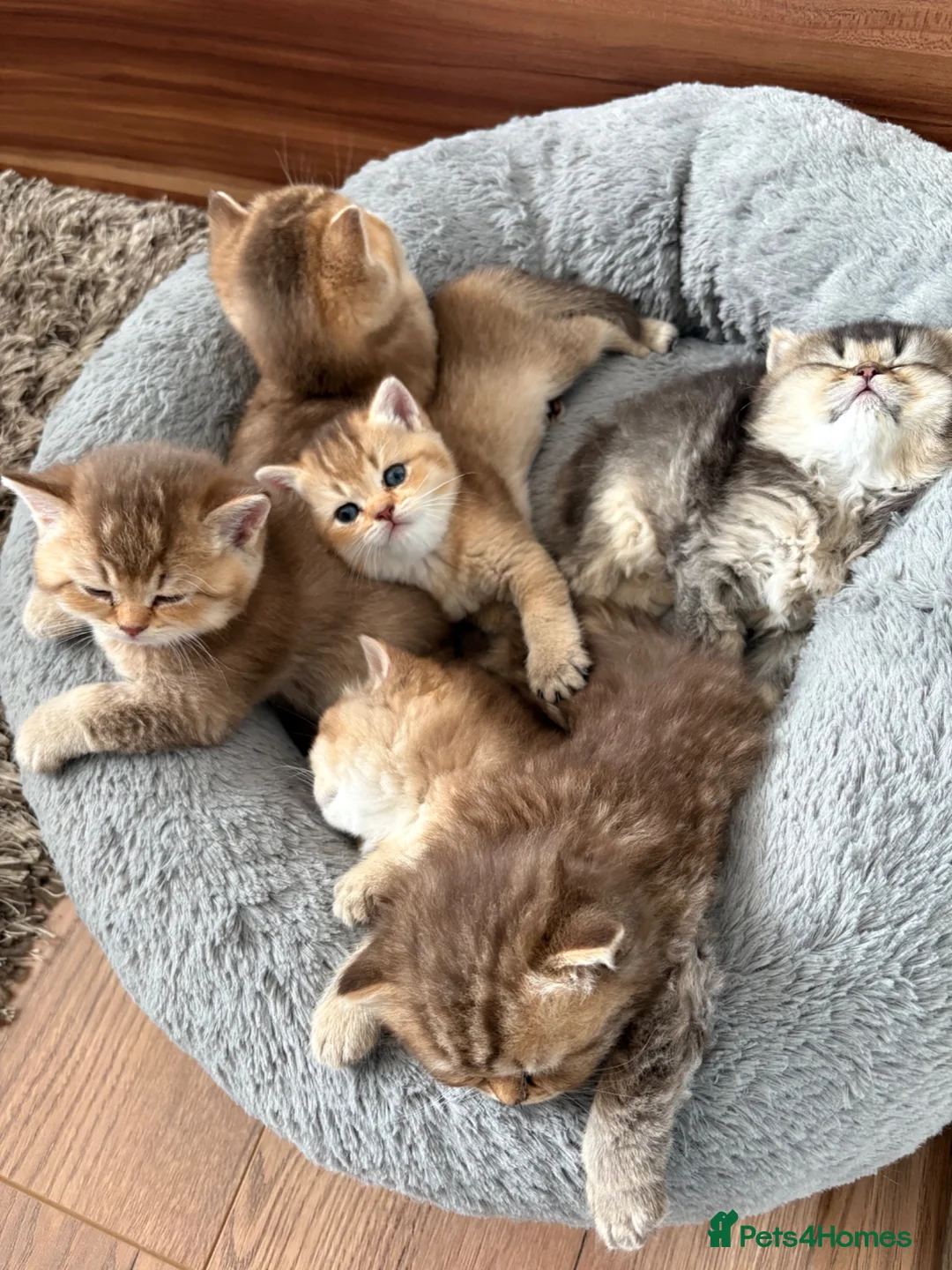 British Shorthair cats for sale: 4 Golden british shorthair/2 longhair kittens - Advert 2