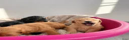 Cockapoo dogs for sale: Toy poodles for sale - Advert 11