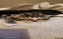 Mixed Breed cats for sale: 2 tabby boys looking for there forever home  - Image 1
