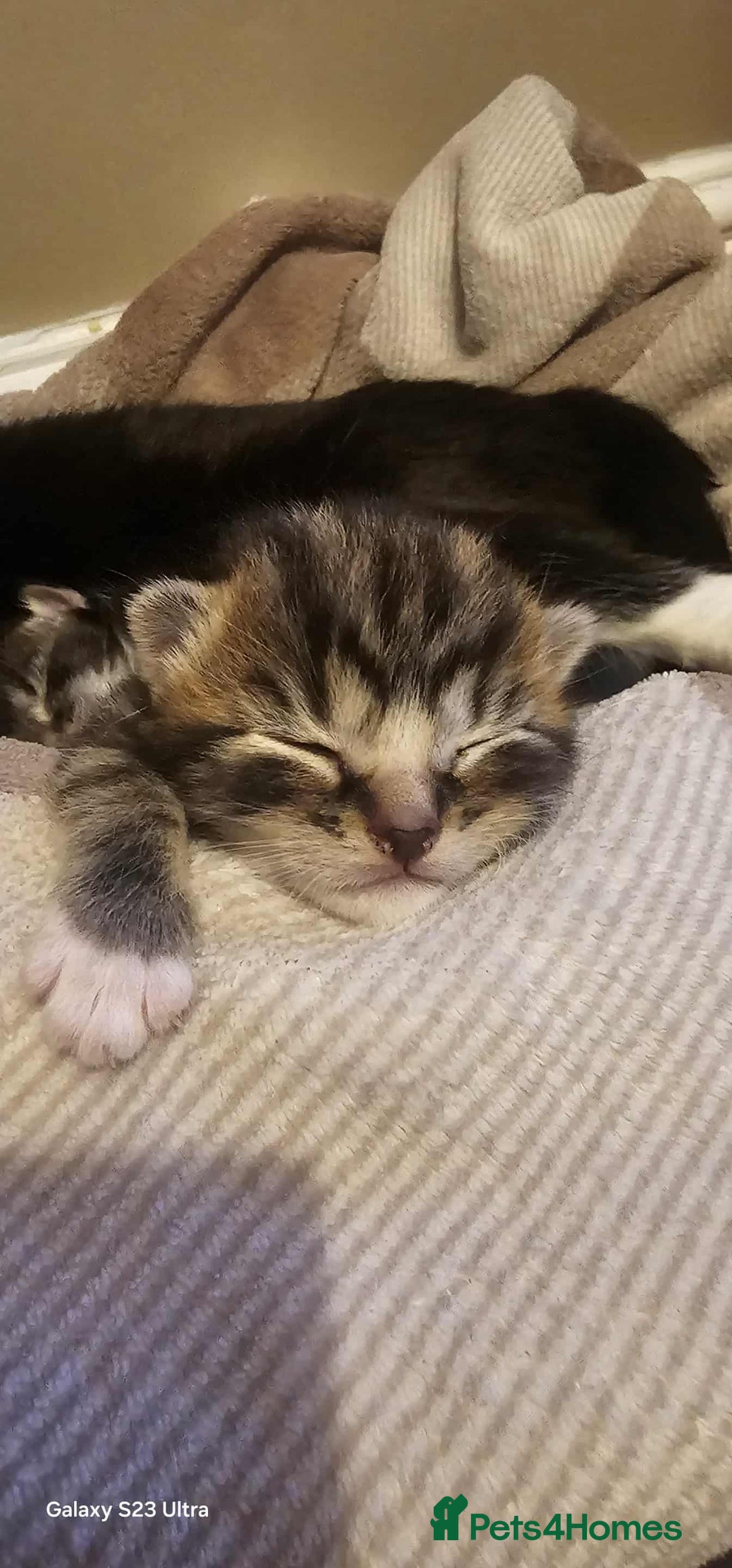 Mixed Breed cats for sale: 2 tabby boys looking for there forever home  - Image 1