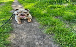Olde English Bulldogge dogs for sale: Diesel 🐶 - Image 5