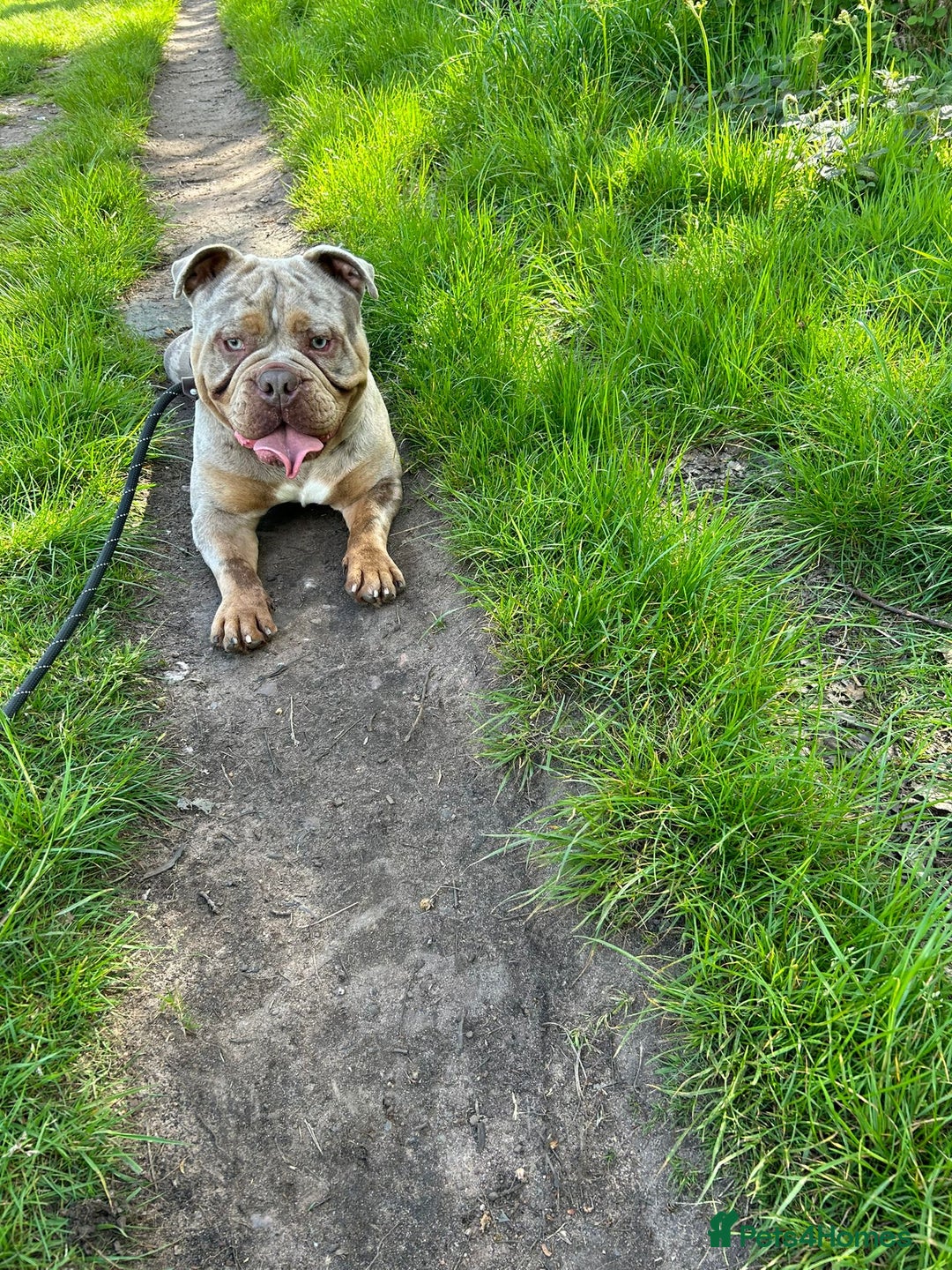 Olde English Bulldogge dogs for sale: Diesel 🐶 - Image 5
