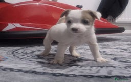 Jack Russell dogs for sale: Jack russell puppy's  - Image 16